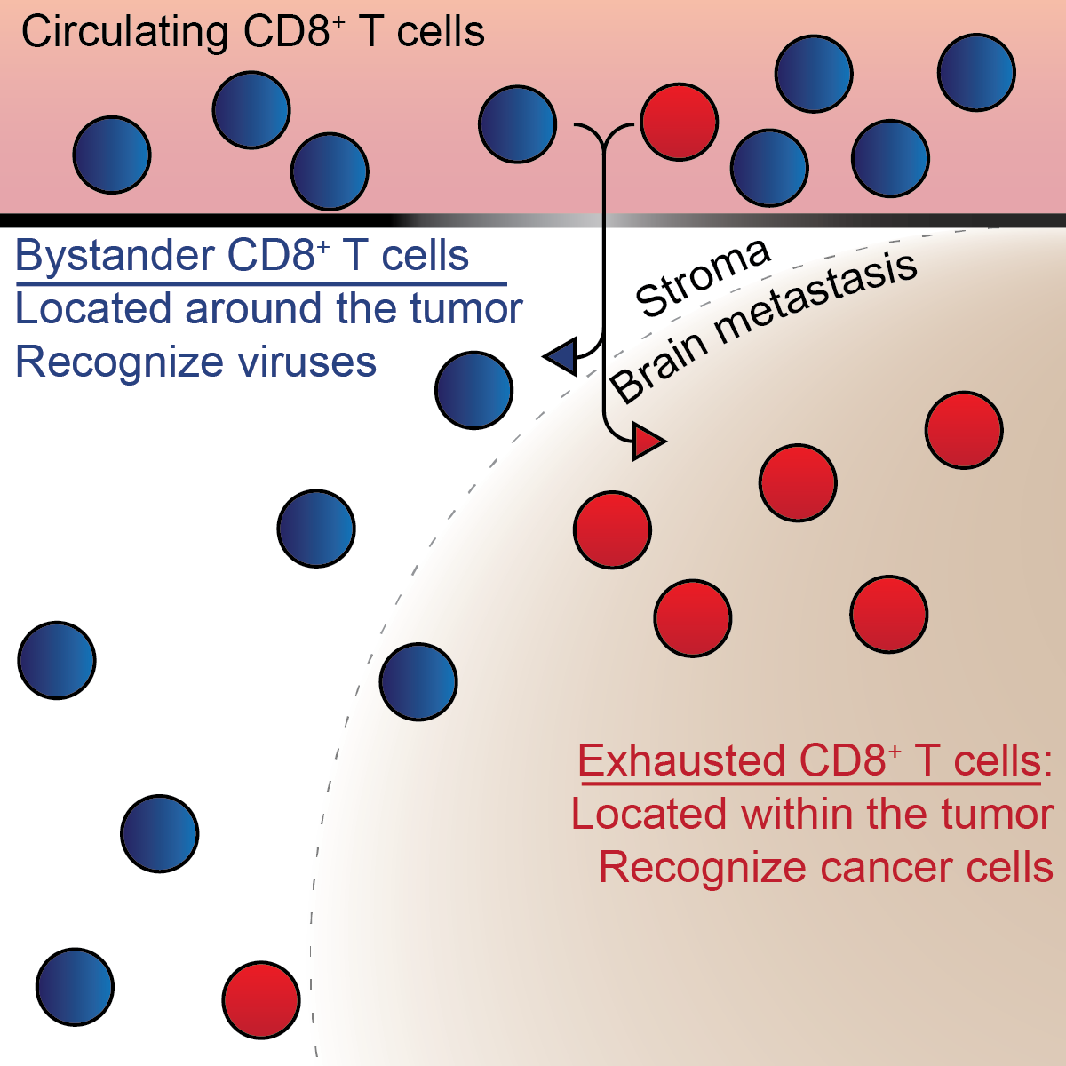 Graphic illustrating CD8+ T cells